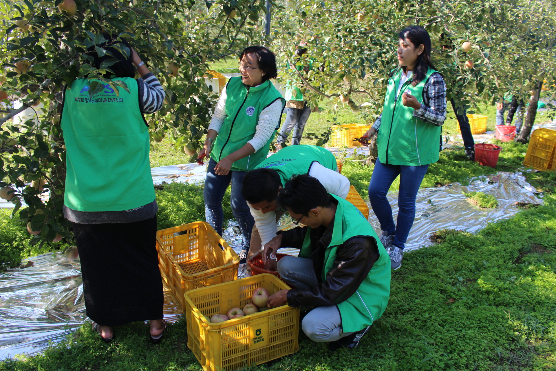 FARMING EXPERIENCE APPLE PICKING